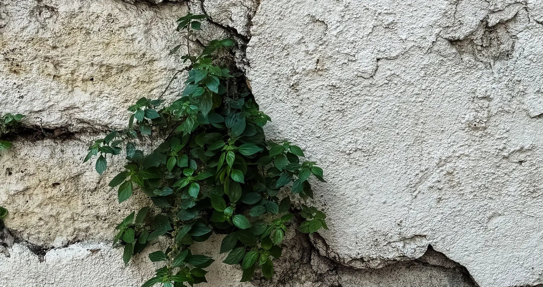 Vegetación que emerge de una grieta en una pared antigua